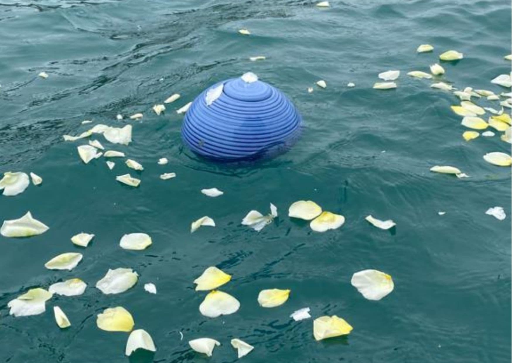 www_biodegradable urn